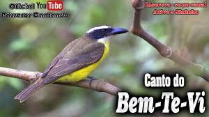 We did not find results for: Canto Do Bem Te Vi Youtube