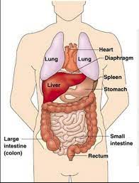 Find the perfect chest anatomy stock photo. Human Chest Anatomy Diagram Koibana Info Anatomy Organs Human Anatomy Chart Human Body Anatomy