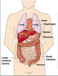 The heart is enclosed in the pericardium which is a double layer. Human Chest Anatomy Diagram Koibana Info Anatomy Organs Chest Anatomy Human Anatomy Chart