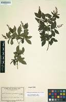 Image result for Combretum celastroides