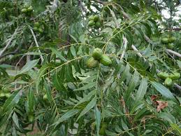 Image result for Carya illinoinensis