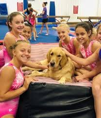 Find 8 listings related to gold s gym in simi valley on yp.com. U S Gold Gymnastics Cheer Academy 4000 Haslet Roanoke Rd Roanoke Tx Gymnastics Mapquest