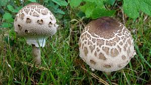 Feld Wald Und Wiesenpilze Hallimasch Die Gute Alternative Duisburg