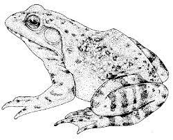 They are free for anyone to use for non commercial purposes. Hungry Bullfrog Coloring Pages Best Place To Color