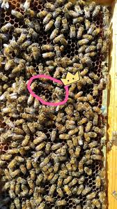 Queen rearing is the process by which beekeepers raise queen bees from young fertilized worker bee larvae. Spot The Queen Bee Keeping Beekeeping For Beginners Queen Bees
