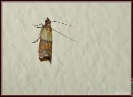 Insecte Volant Mite Alimentaire Pyrale De La Farine A Bourgoin Jallieu