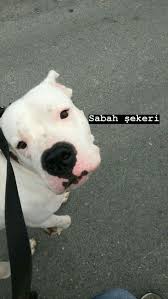Fake Story 2020 Sevimli Hayvan Yavrulari Pitbull Hayvanlar