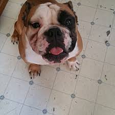 Browse lancaster puppies for english bulldog breeders. York Pa English Bulldog Meet Lola A Pet For Adoption