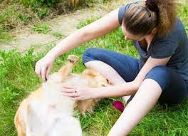 Flea combing can be a wonderful bonding experience if done correctly. How To Use A Flea Comb For Dogs Petmd