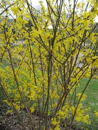 Forsythia Suspensa Weeping Forsythia North Carolina Extension Gardener Plant Toolbox