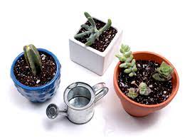 Order succulent plants, cuttings, seeds and more. Planting Succulent Cuttings A Visual Guide Mountain Crest Gardens
