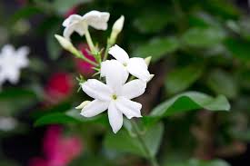 Image result for Jasminum schimperi
