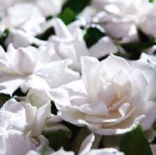 Pin On Floral Arrangements