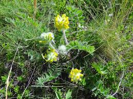 Image result for Dichilus reflexus