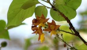 Image result for Grewia arborea