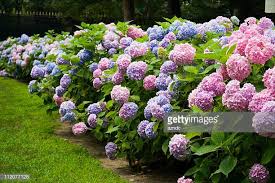 Fiori tropicali fiori esotici piante tropicali bellissimi fiori piante per cortile piante rampicanti fiorite coltivare i fiori foto di paesaggi vaso per le ortensie sono da sempre conosciute e apprezzate da molti giardinieri professionisti e non per la loro splendida fioritura, nonché per le dimensioni dei. Ortensia Foto E Immagini Stock Getty Images