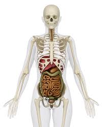 2,000+ vectors, stock photos & psd files. Female Abdominal Organs With Skeleton Stock Illustration Illustration Of Spleen Skull 19575727