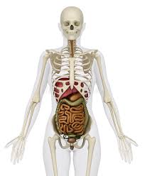 Free and we created an anatomical atlas of abdominal and pelvic ct which is an interactive tool for studying the data and dicom images stocked on our pacs (picture archiving and communicating system) were. Female Abdominal Organs With Skeleton Stock Illustration Illustration Of Spleen Skull 19575727