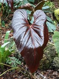 Pin On Anthuriums