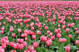 Flores | Características, tipos, variedades, clases, cuidados, reproducción