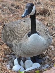 Sebastopol Geese Hatching And Raising Their Own Goslings - Duck, Goose &  Chicken Hatchery | Metzer Farms, California