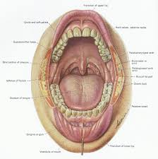 Anatomy Of Mouth Cea1 Com Human Body Anatomy Teeth Diagram Human Mouth Mouth Anatomy