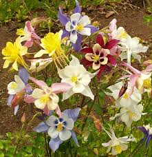 Image result for Aquilegia vulgaris Tower Mix