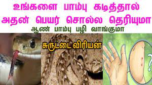 À®ª À®® À®ª À®© À®ª À®¯à®° À®à®³ Types Of Snakes In Tamil Nadu Paambin Peyargal Youtube Webster's revised unabridged dictionary, published 1913 by g. à®ª à®® à®ª à®© à®ª à®¯à®° à®à®³ types of snakes in tamil nadu paambin peyargal