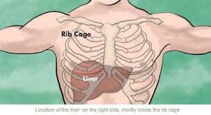 The rib cage can be broken down into its individual components for use in crafting : The Kidney Punch Liver Shot And Other Vital Organ Attacks