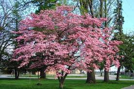 'cherokee princess' dogwood is a standard tree in many gardens where it is used by the patio for light shade, in the shrub border to add spring and fall color or as a. Pink Dogwood Tree For Sale The Basics Plantingtree
