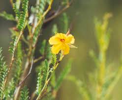 Image result for Tragus pedunculatus