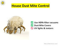 Image result for Dust mite