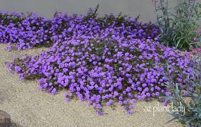 This shrub is the prefect choice for covering a slope. Pin By Sabra Anders On Garden Ideas Plants Planting Flowers Desert Garden