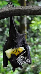 Birds On The Bat Forum Mixed Species 9 Animals Animals Beautiful Animals Wild