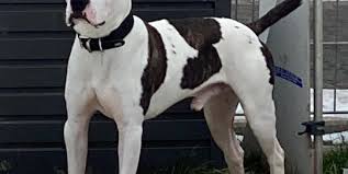 Is a staffordshire bull terrier the same thing as a pit bull? Amstaff Mix Listenhunde Nothilfe