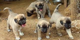 Kangal Kopekleri Neden Yavrularini Yer Kandira Gundem