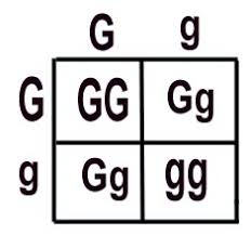 Have your students practice some punnett squares and genetics with spongebob!there are 3 slides that practice phenotypes and genotypes and . Genetics