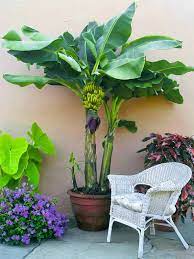 growing banana trees in pots cultivo de arboles frutales plantas de banano jardin de vegetales
