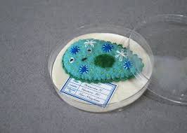 Sleeping Giant Paramecium Brooch Turquoise Microbe Felted Etsy In 2020 Microbes Animal Cell Project Cells Project