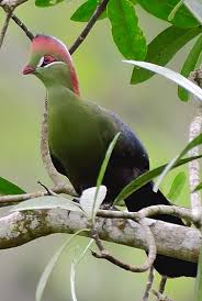 Image result for Turraea fischeri