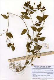 Image result for Micrargeria filiformis