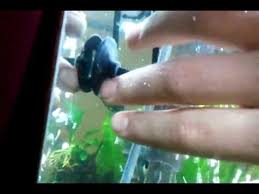 You might hear an oil film referred to as a biofilm. Aquarium Clear White Algea Fungus Bacteria Youtube
