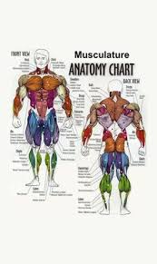 Explore {{searchview.params.phrase}} by color family 57 Names Of Muscles Ideas Muscle Anatomy Anatomy And Physiology Human Anatomy