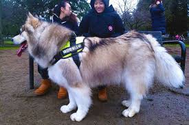 The gray wolf stands between 31 and 33 inches in height. The Biggest Dog In Richmond Meet Tyson Richmond News