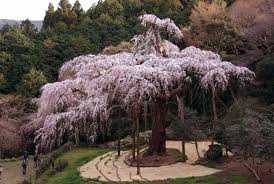 Lynn greyling ha rilasciato questa immagine giapponese albero fiori raisin con licenza di dominio pubblico. Come Riconoscere I Vari Tipi Di Ciliegi Giapponesi Ohayo