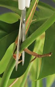 Monstera Deliciosa Tips For Caring Growing And Propagating It In Whirl Of Inspiration Monstera Deliciosa Plant Cuttings Propagating Plants