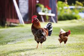 There should be a little bit of a yard area outside where the chickens can stretch their legs, and this may be a good area for feeding and watering. How To Raise Backyard Chickens Backyard Chickens 101