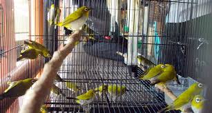 Harga burung pleci termahal dari jenis ini bisa mencapai 2 juta rupiah, terutama bagi yang sudah menang kontes. Harga Pleci Di Jatim Piyikan Rp 150 Ribu Auriventer Rp 300 Ribu Om Kicau
