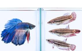 Female Betta Guide A Rainbow Of Colors In 2020 Betta Betta Fish Types Betta Fish