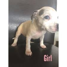 We breed large style apbt puppies with the classic american pitbull temperament and drive. Pitbull Pets And Animals For Sale Michigan